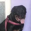 silvatarra