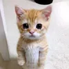 pog_box