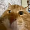 jeodjshfj