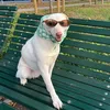 tara_shiba