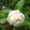 mariamdaud78