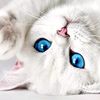 vefa_0005