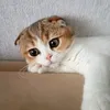 perchik_793