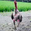 gau_91_8386