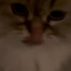 merlin_theobesecat