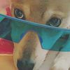 siberianhusky_pup