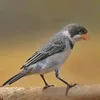 belezadosertao1