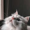 leogirllzy