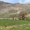 asiharzani1
