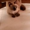 bungaorkid_73
