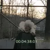 lizzenger