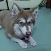 alaskakh