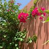 alawi_sd