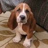 mazzy.basset.hound