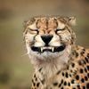 _cheetah._