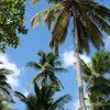 palm.tree_mybeach