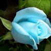 mramir832