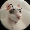 maidalovescats