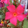 melissamayer872