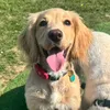 lottiethewcs