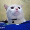 mamaknya_fikri_keisya2