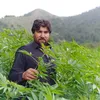 khalidafridi230