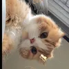 safaa_zoycdk