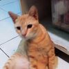 olengsimeow