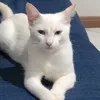 cat.whinter