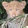 leojoax