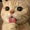 ilovee_gyu