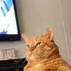 ngkkj_sla