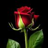 imran.shah947