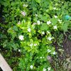 user845013114flores