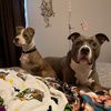 pawesom_pibbles