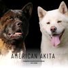 american_akita_leninskoe