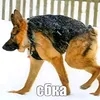 chelovek20096