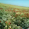 onimad111