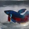 halimah_1245