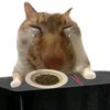 janihuhuu