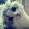 hasniadwy_