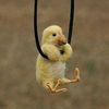 patit0_cuack_cuack