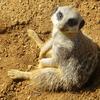 chillingmeerkat