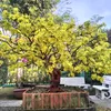 myquyenly2305