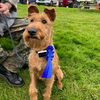 eevee_the_irish_terrier