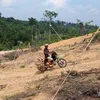 acenggokul