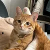tulipnohoa_