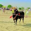 tanveerakram91
