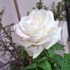 emily_ch03