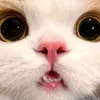 chochitayou